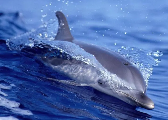 Helena Pearl Canico (Madeira)